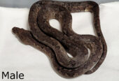 Ground Boa (Candoia carinata)