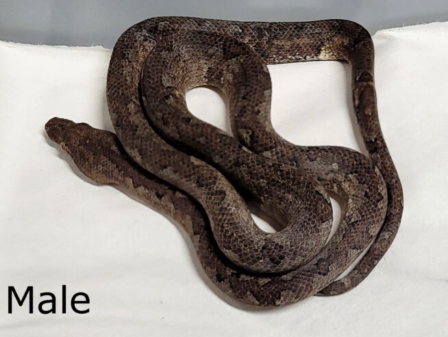 Ground Boa (Candoia carinata)